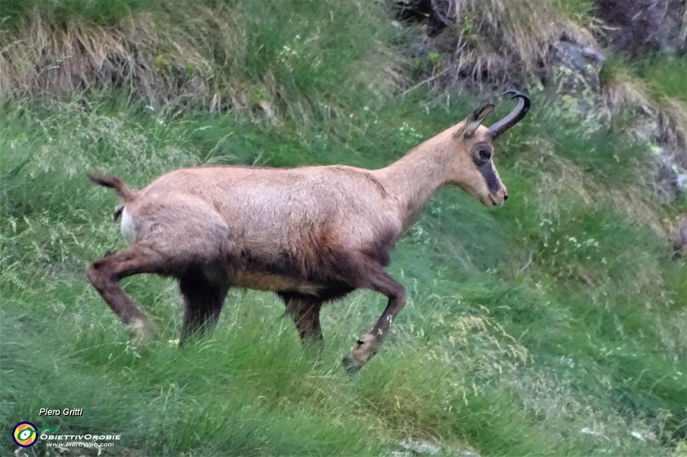 88 Il verso di un camoscio attira la mia attenzione e via con lo zoom.JPG